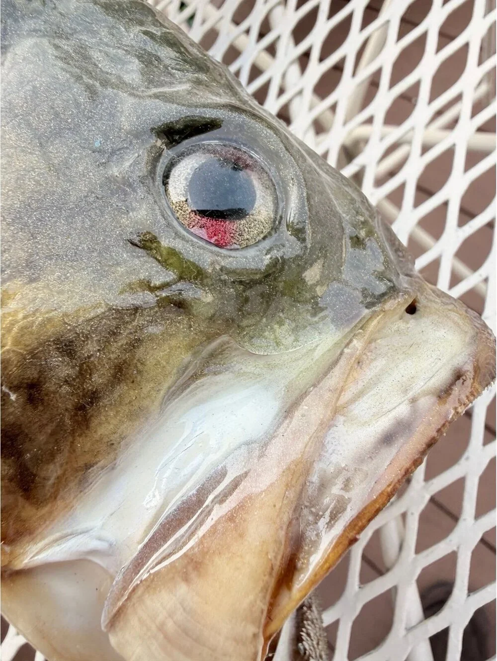 Nice Large Mouth Black Bass Taxidermy Fish 19” to 20” On Drift Wood